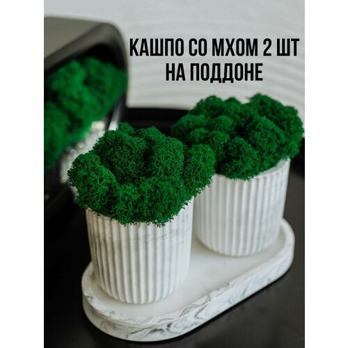 Кашпо и мох стабилизированный