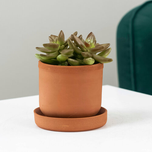 Суккулент Седум в кашпо из керамики