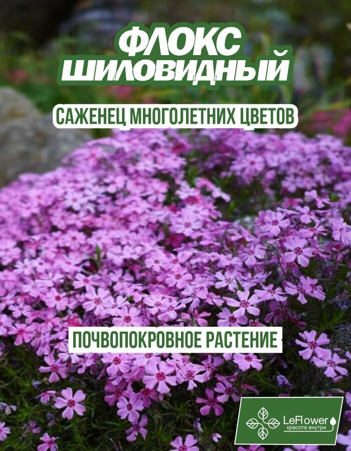 Флокс...