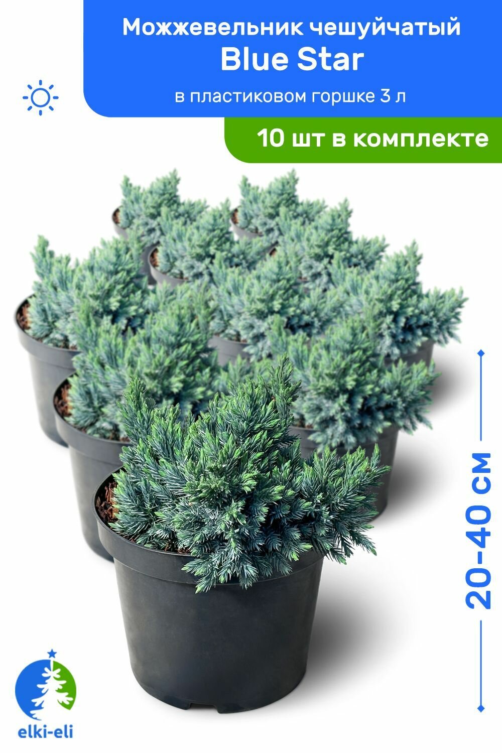 Можжевельник чешуйчатый Blue Star (Блю Стар) 20-40 см в пластиковом горшке 3 л, саженец, хвойное живое растение, комплект из 10 шт