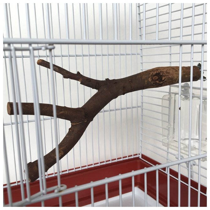 Жердочка для попугая, натуральное дерево эвкалипт, Сложной формы, 25 см - фотография № 5