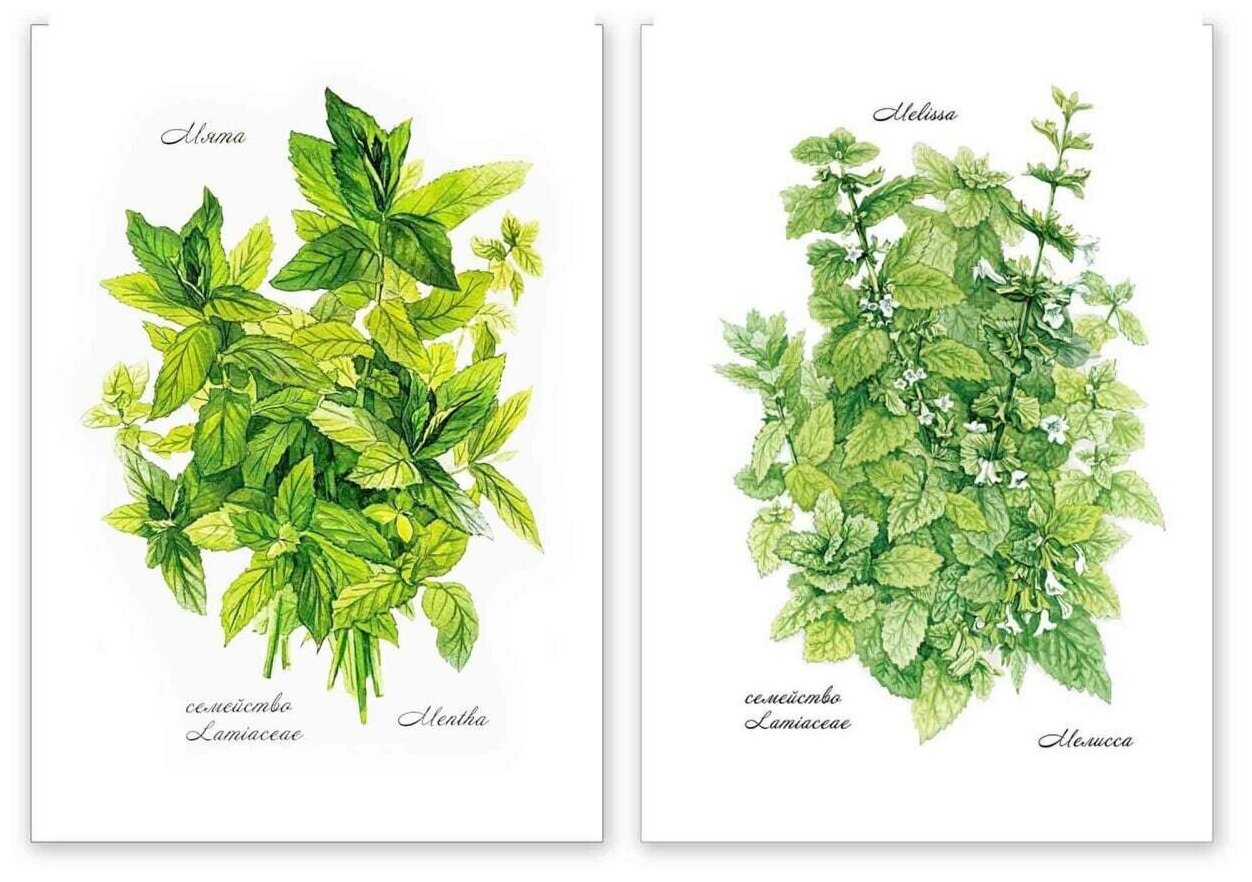 фото Комплект-набор из 2х интерьерных ботанических постеров "Чайная пара Мелисса и Мята" Размер каждого из постеров 30х41 см Серия "Ароматные травы"