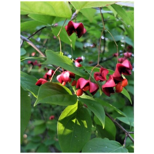 Семена Бересклет Максимовича (Euonymus maximowicziana), 10 штук