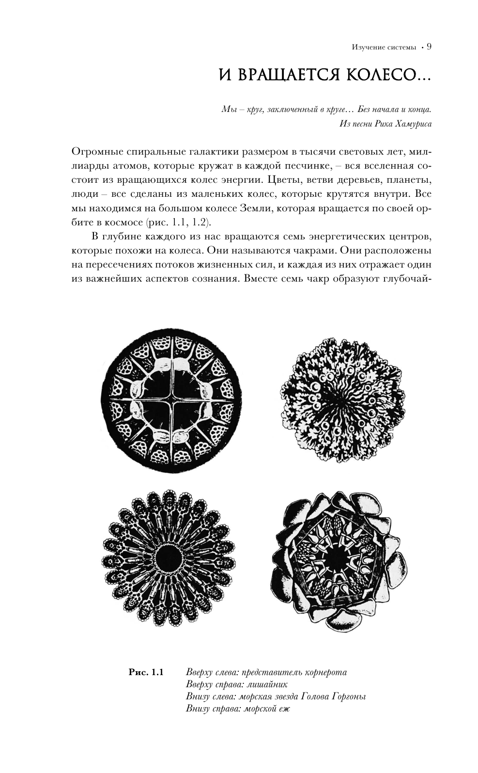 Чакры. Популярная энциклопедия для начинающих - фото №9