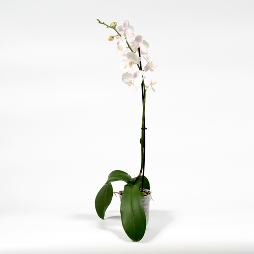 Фаленопсис D-12