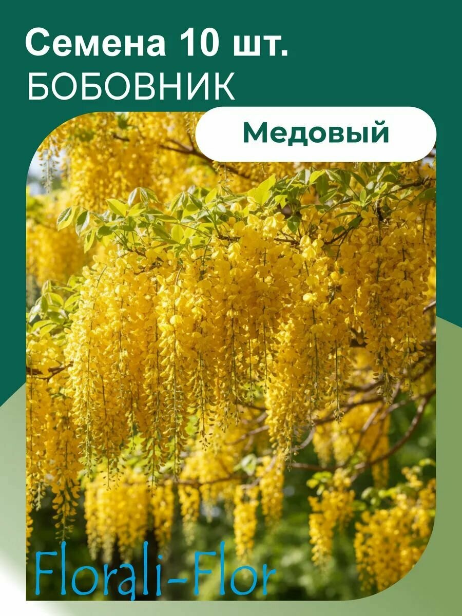 Бобовник Семена