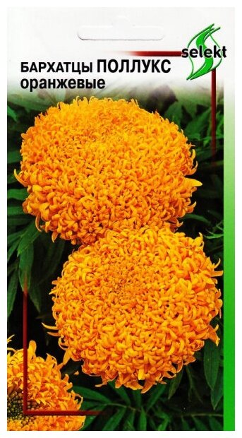 Бархатцы (Тагетес прямостоячий) Поллукс оранжевые 10 семян