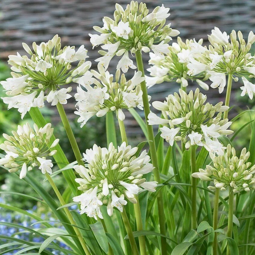 Агапантус Полар Айс (1 корневище в горшке р9). Holland Bulbs (Голландия)