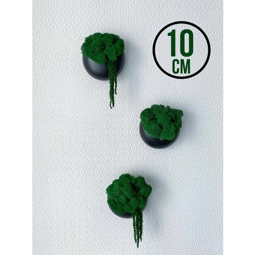 Настенные кашпо со мхом 2300₽