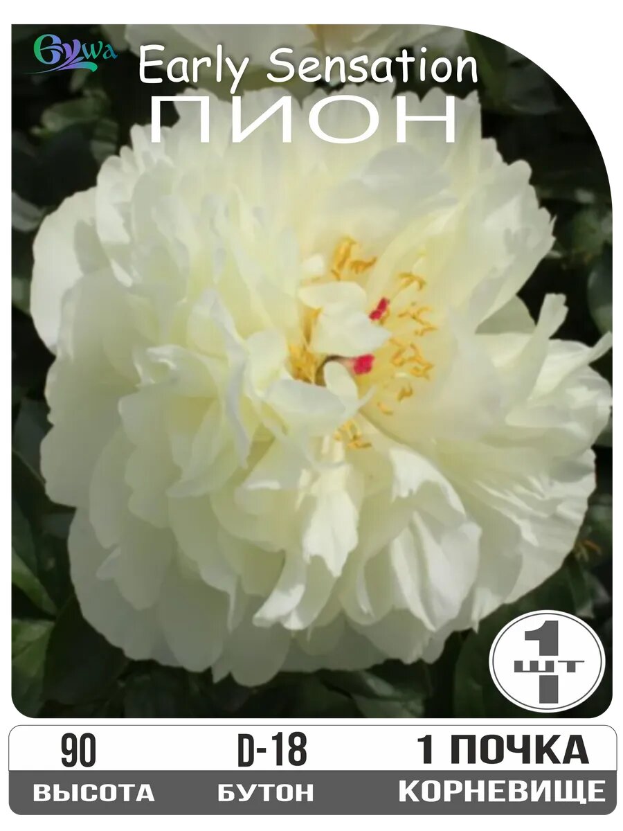 Пион Корневище Эрли Сенсейшн 1 почка многолетник высота 90см кремово-желтый.