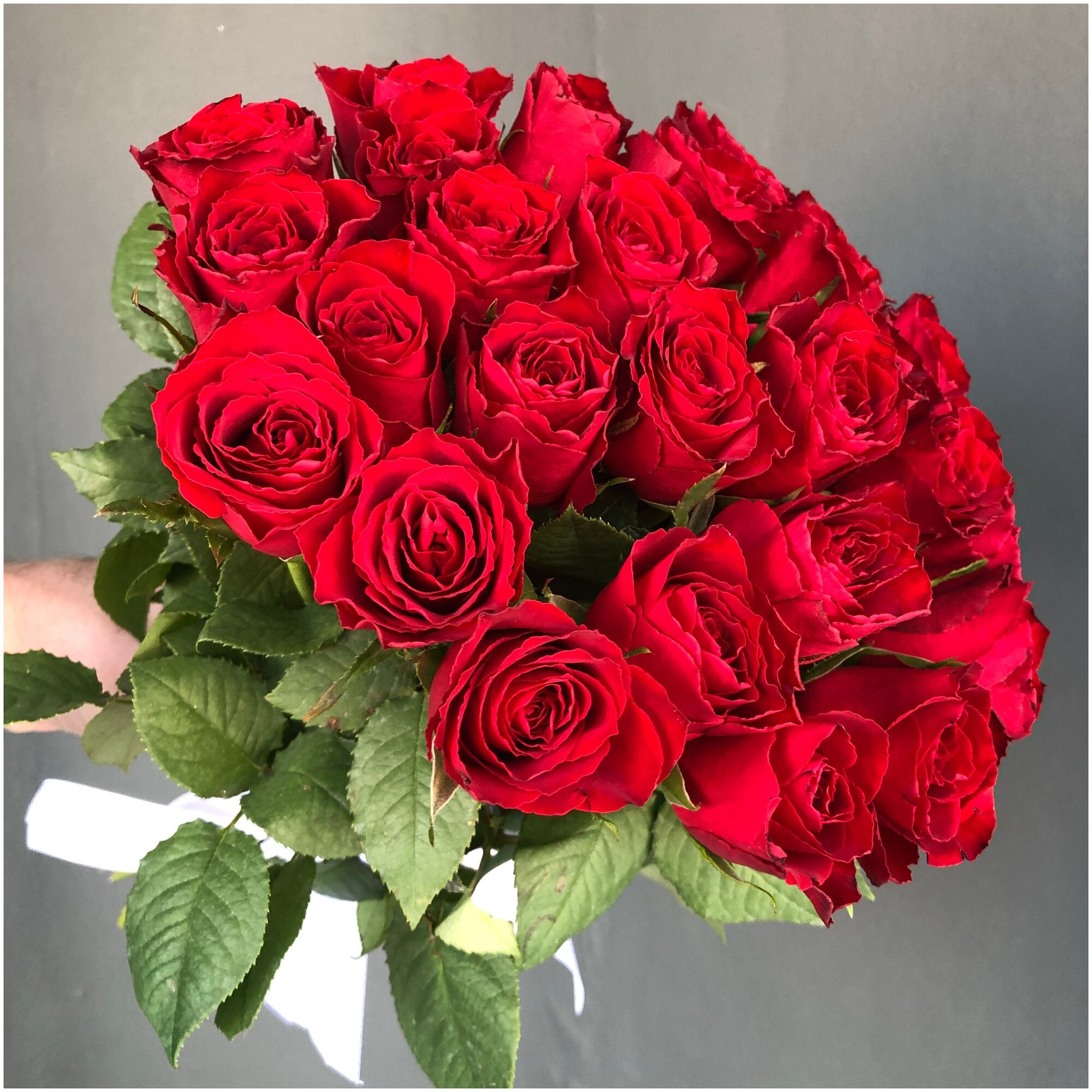 Розы Кения 25 шт Красные 38 см арт.11761- Просто роза ру