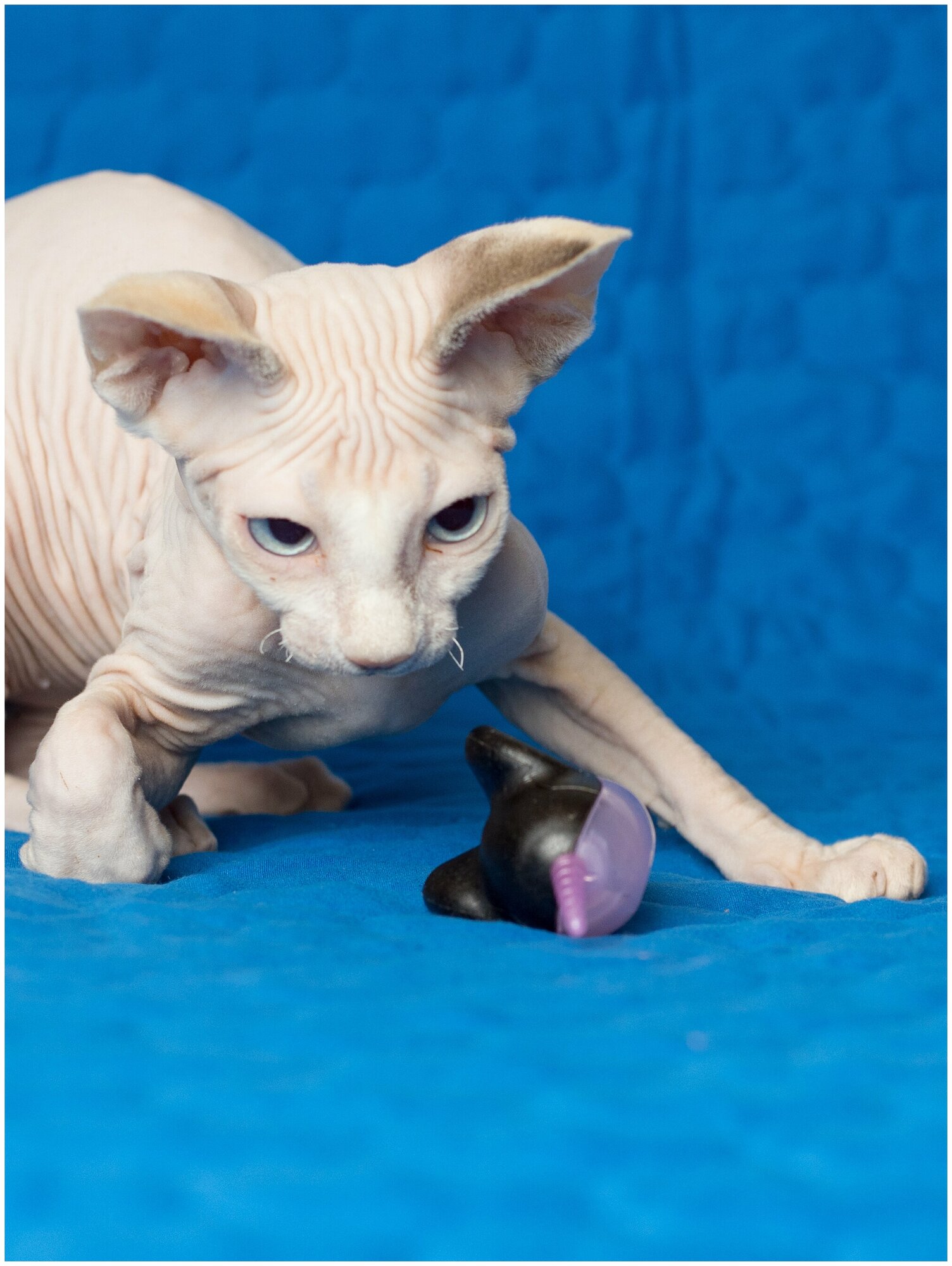 Игрушка для кошек Japan Premium Pet для чистки зубов и массажа десен пластиковая мышка с мататаби. - фотография № 7