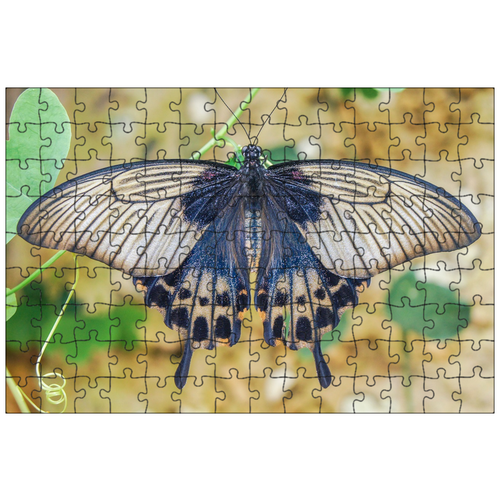 фото Магнитный пазл 27x18см."бабочка, в, крылья бабочки" на холодильник lotsprints