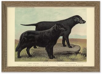 Картина 30х21 в раме, "Ретриверы" из книги собак 1881 г.