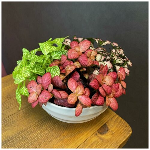 Комнатное растение. Фитония микс