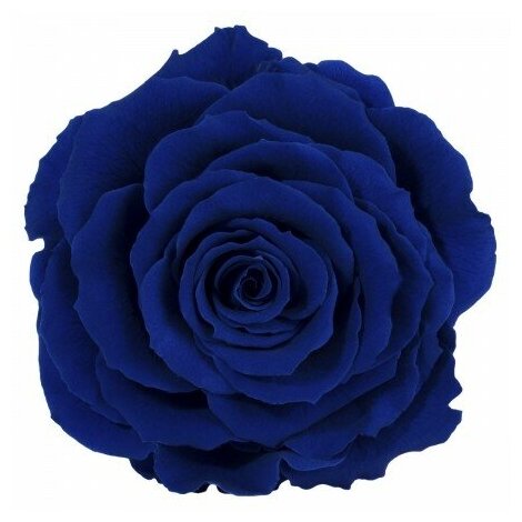 Роза RSK/2630, синий, 1 бутон