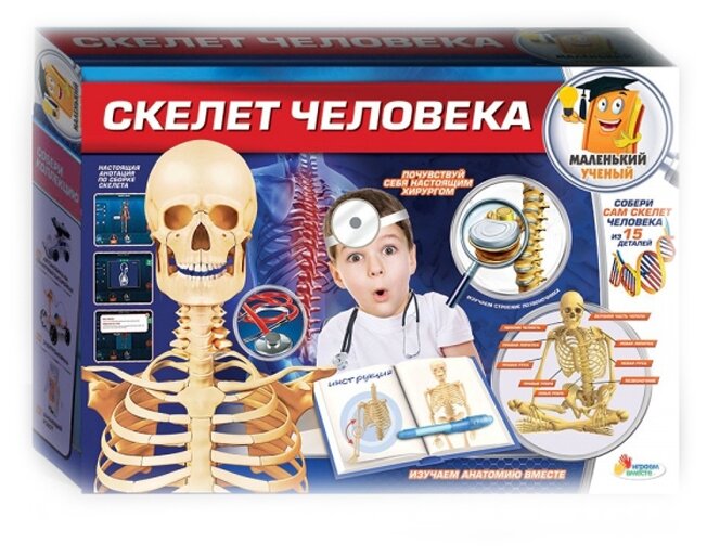 Игровой набор Играем Вместе Маленький ученый Скелет человека - фото №1