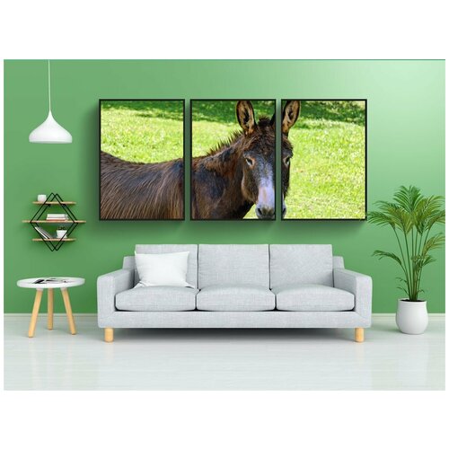 фото Набор модулных постеров для интерьера "домашний осёл, мул, животное" 60x90 см. в тубусе, без рамки lotsprints