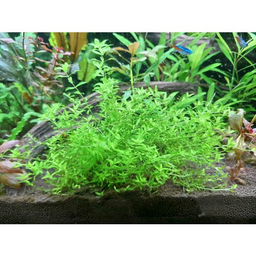 Растение аквариумное живое Хемиантус Микрантемоидес (Hemianthus glomeratus) пучок