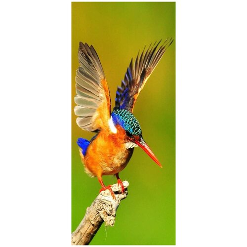 Самоклеящиеся фотообои Малахитовый зимородок размер 90x210 см эффект черно-белый отраженный 1928₽