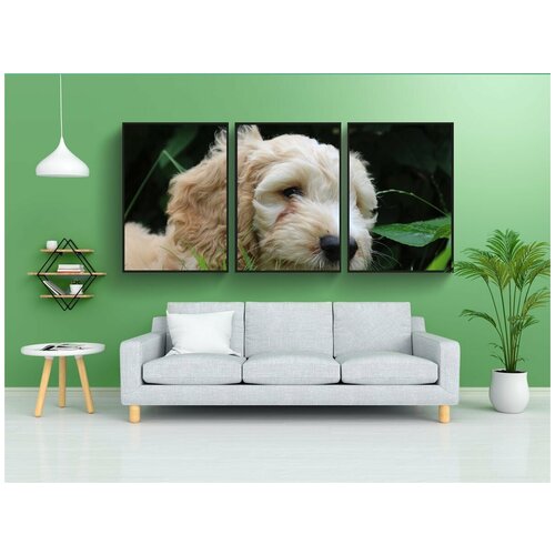 фото Набор модулных постеров для интерьера "кокапу, щенок, собака" 60x90 см. в тубусе, без рамки lotsprints
