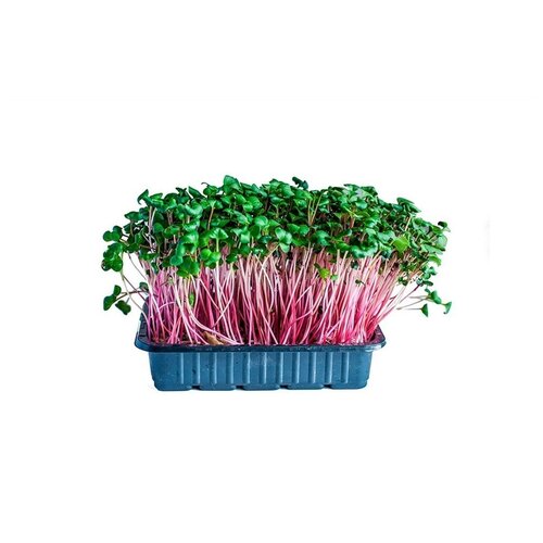 Редис Ред Корал семена для проращивания микрозелени, 100г