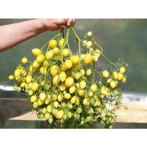 Томат Вишни Барри (лат. Solanum lycopersicum) Семена 10шт + подарок