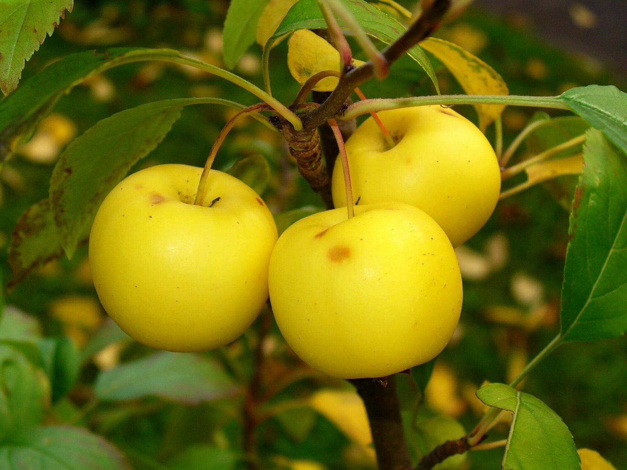 Яблоня лесная (лат. Malus sylvestris) семена 30шт + подарочные семена