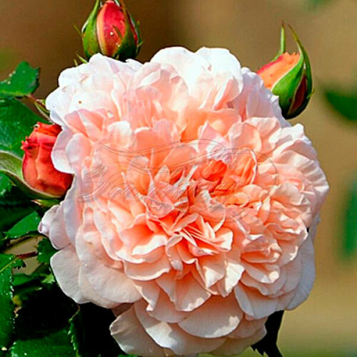 Саженец роза плетистая Роз де Толбиак