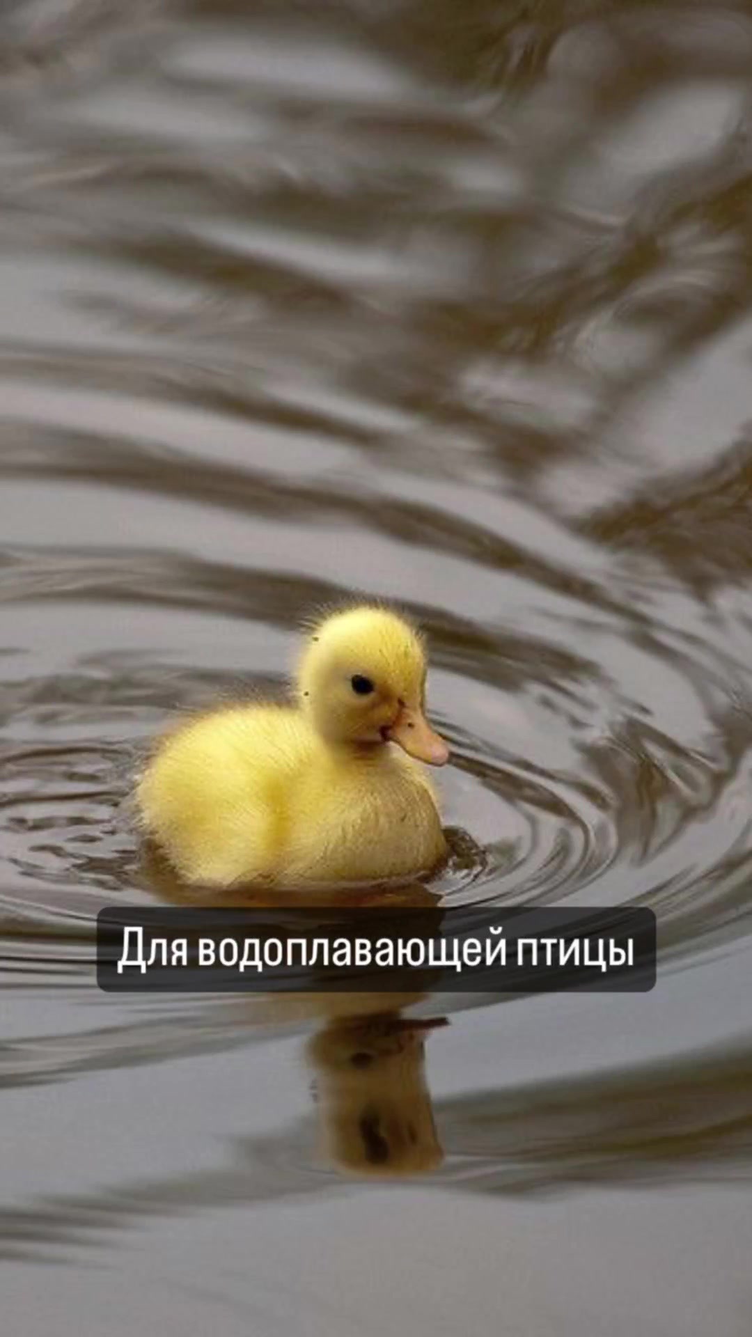 Корм сухой для водоплавающей птицы лесных, парковых, диких уток, гусей лебедей 3 кг — фото 1
