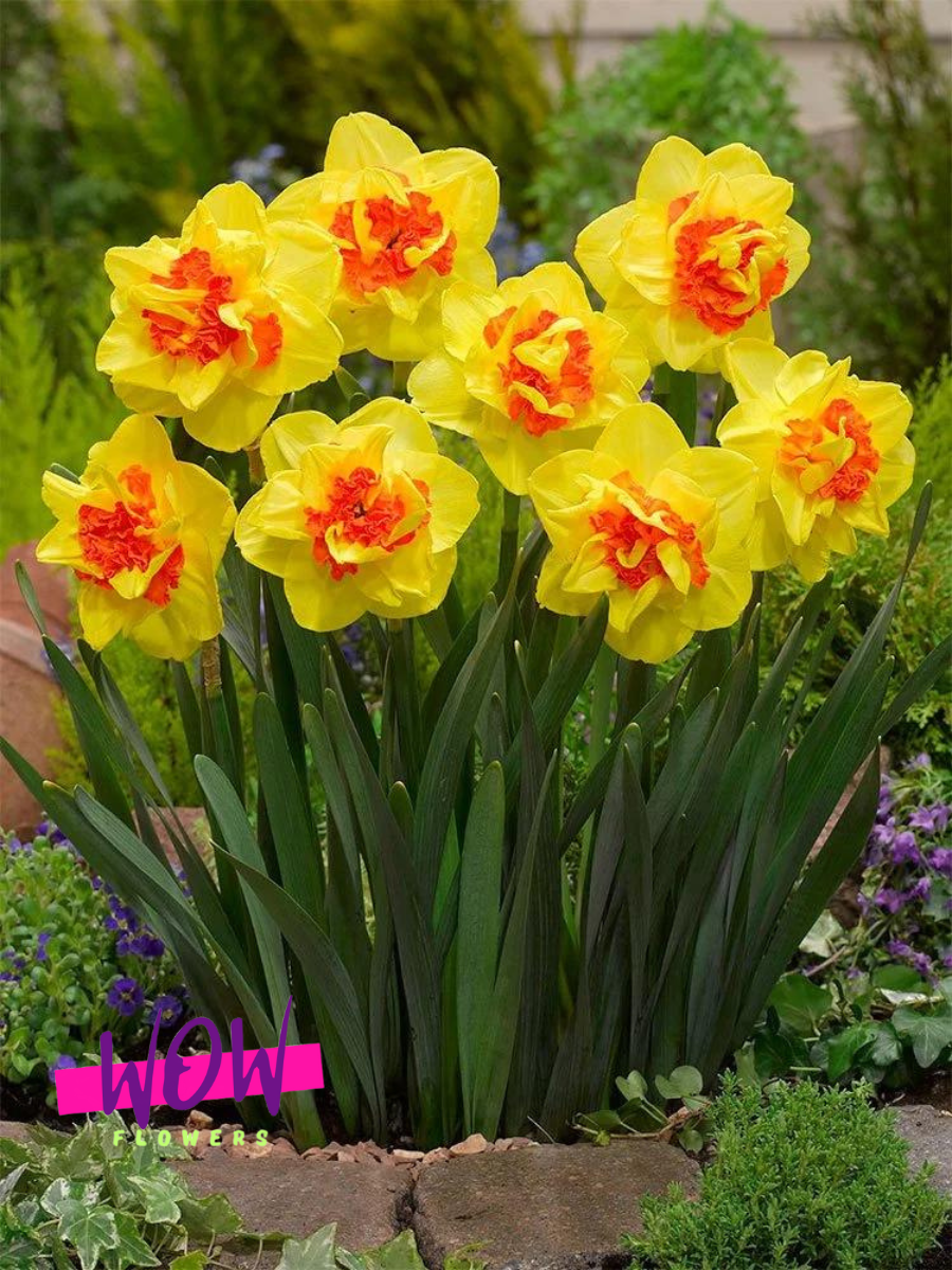 Луковицы цветов WOW FLOWERS Нарцисс Иша  махровый  желто-оранжевый ( 3 штуки )