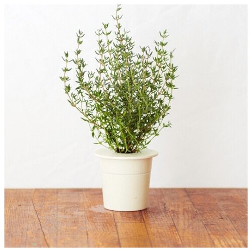Картридж Click And Grow Thyme для умного сада Click And Grow чабрец