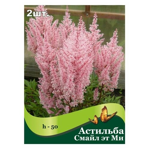 Астильба Смайл эт Ми /2 шт/