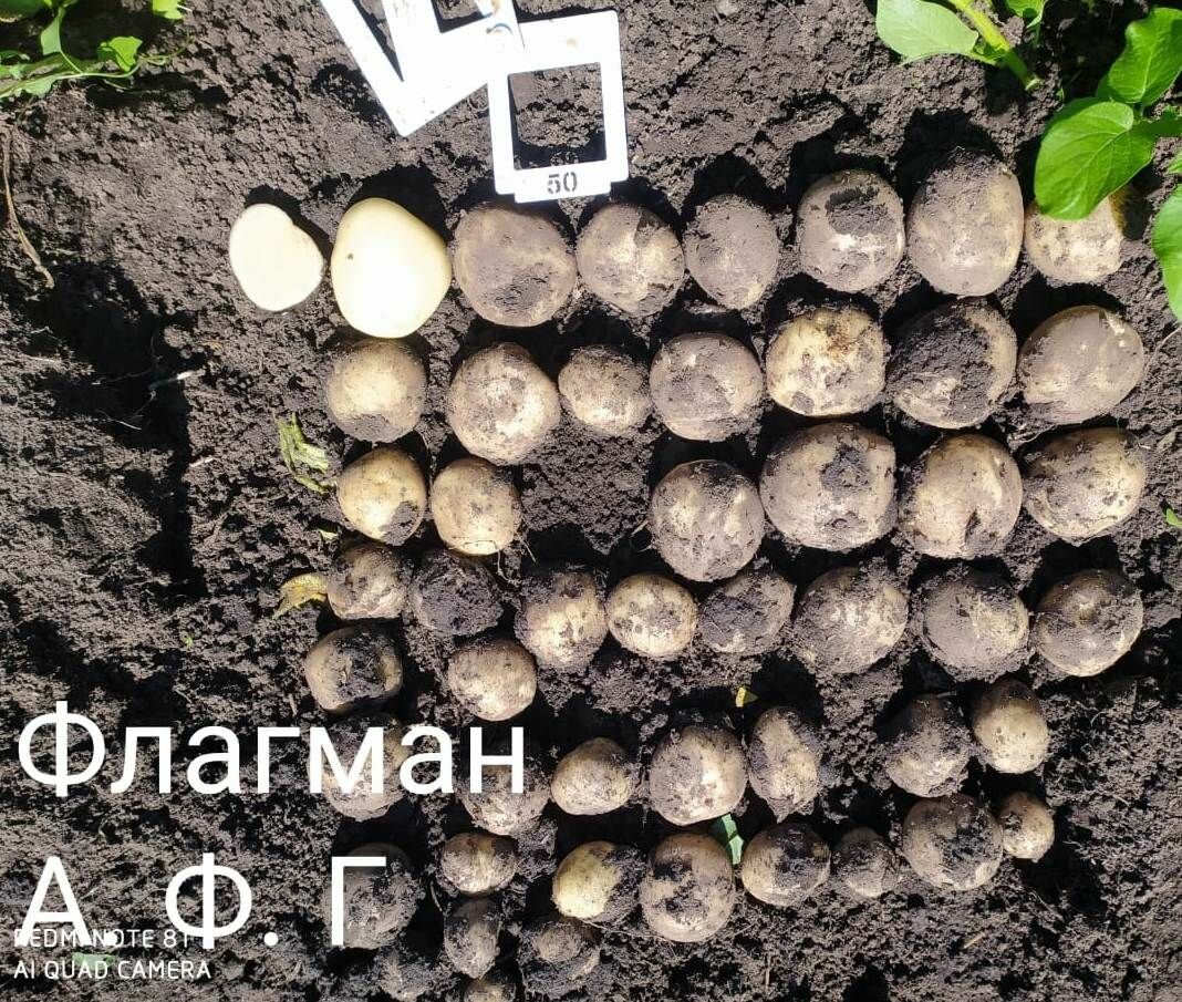 Картофель семенной флагман (суперэлита) (4 кг) мегаурожайный - фотография № 3