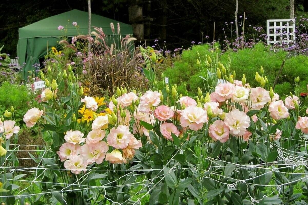 Эустома - Лизиантус цветы смесь (лат. Eustoma) Семена 5шт + подарок