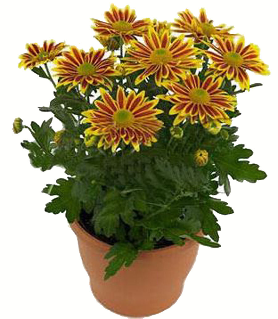 Хризантема желтая - Chrysanthemum Lake Worth D15 H30