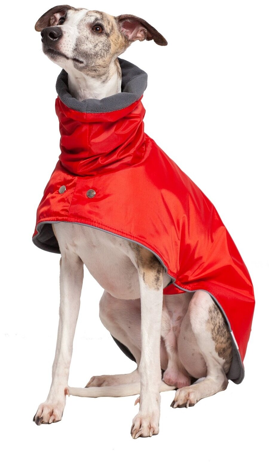 Попона для Уиппетов Монморанси, цвет: красный/серый,размер М3. Попона для собак породы уиппет. Попона для бесхвостых собак и с низкоопущенным хвостом. - фотография № 5