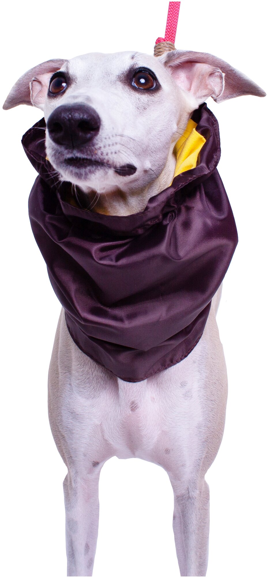 Снуд шапка для собак непромокаемый Монморанси, коричневый, размер L - фотография № 3