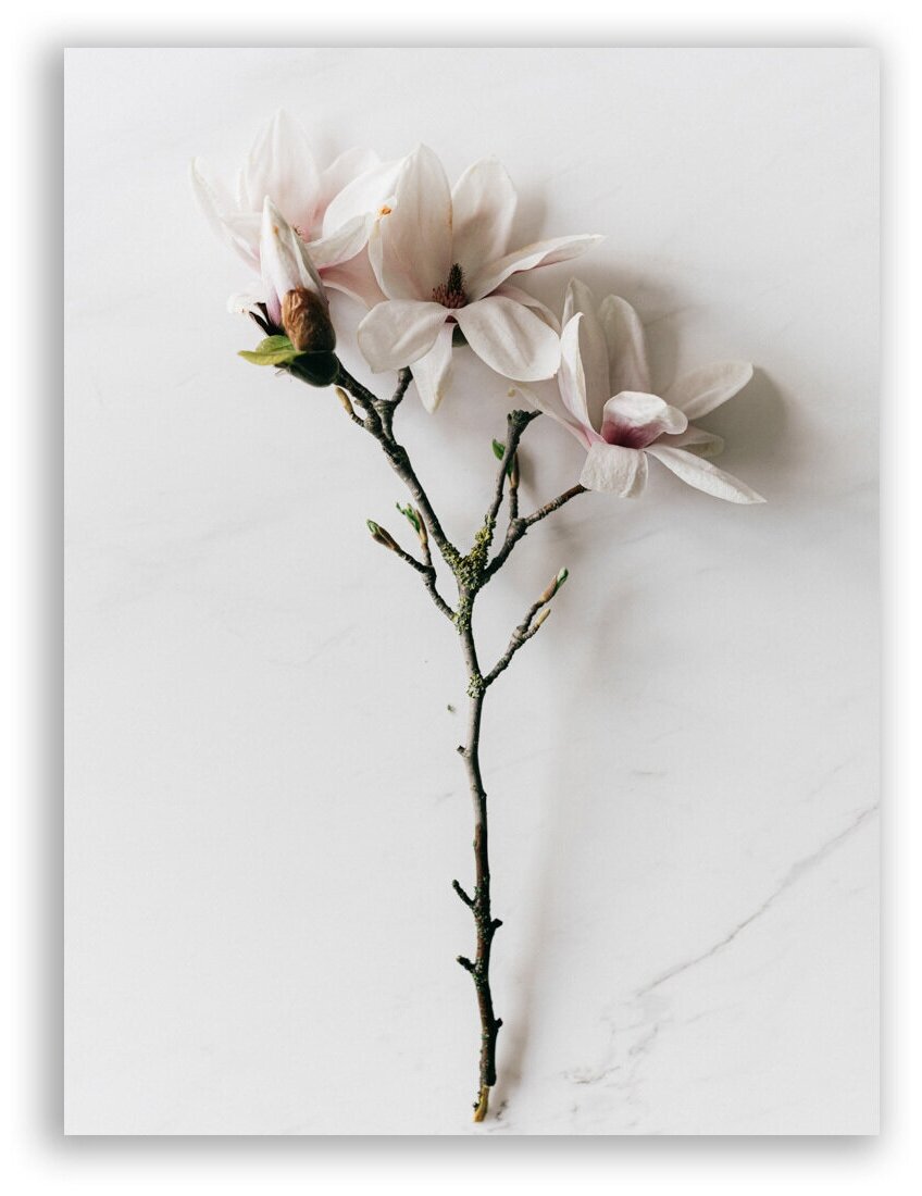 Постер цветы на бумаге / Magnolia / Магнолия