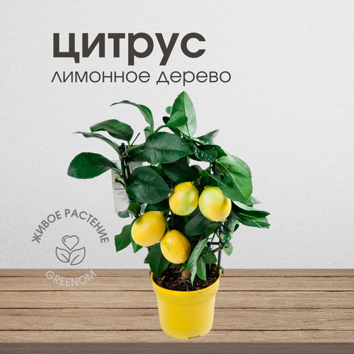 Лимонное дерево, цитрофортунелла лимон, высота 40-50 см — купить в ...