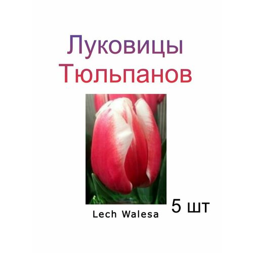 Луковицы Тюльпана Lech Walesa ( 5 шт)