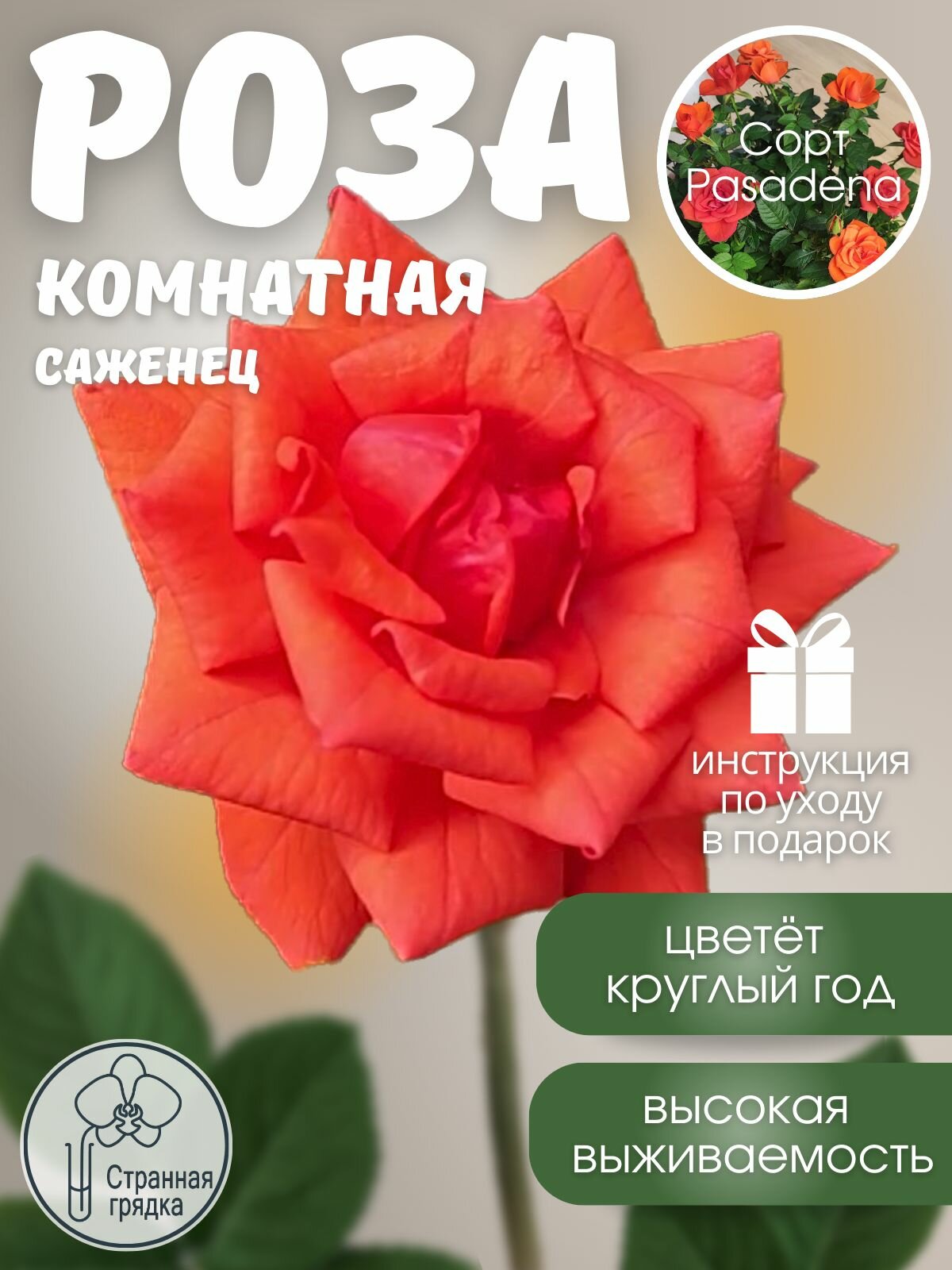 Роза "Pasadena", огненно-красная, саженец в горшке без цветов, домашняя