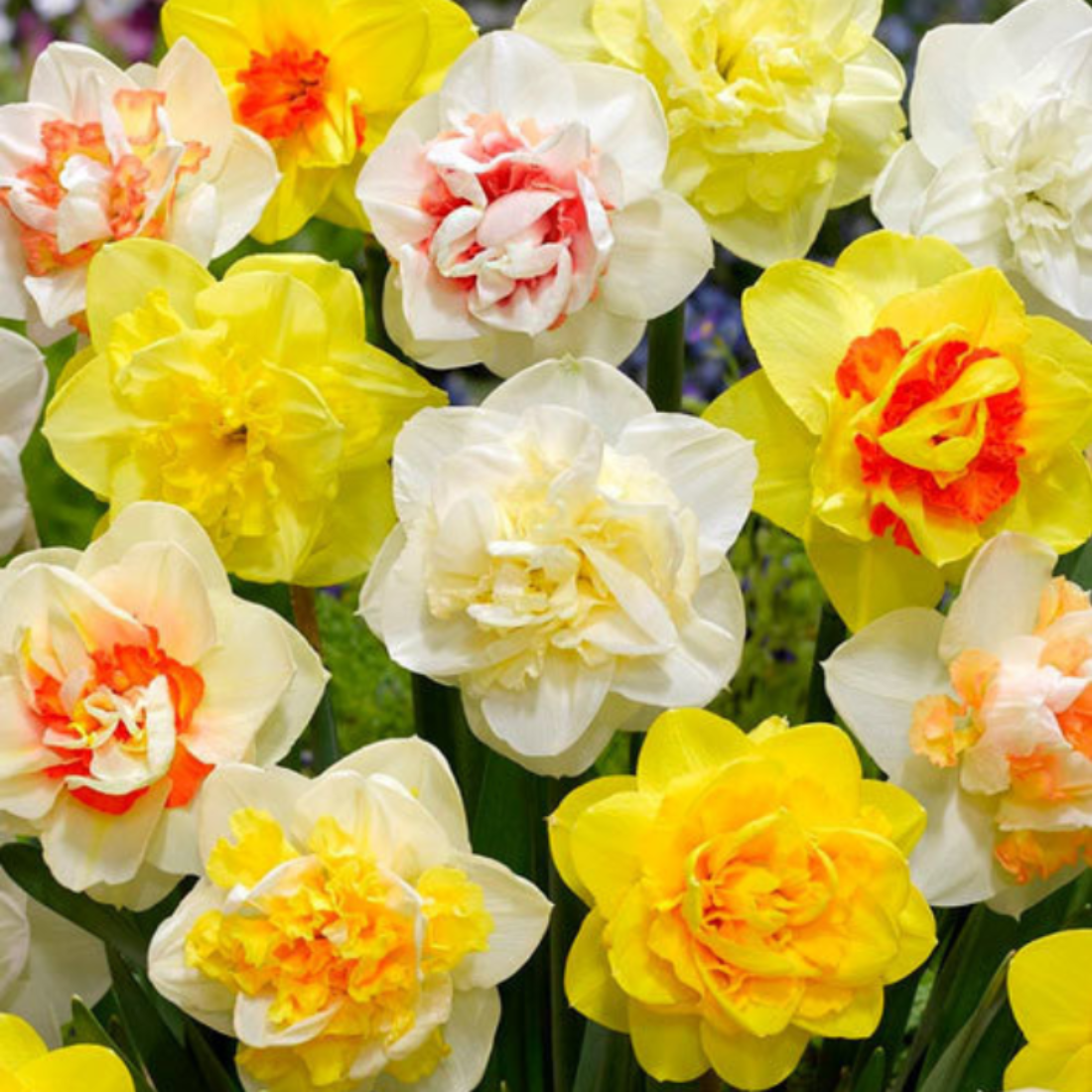 Луковицы цветов Нарциссы Chipollino flowers Махровая Смесь (5 луковиц)