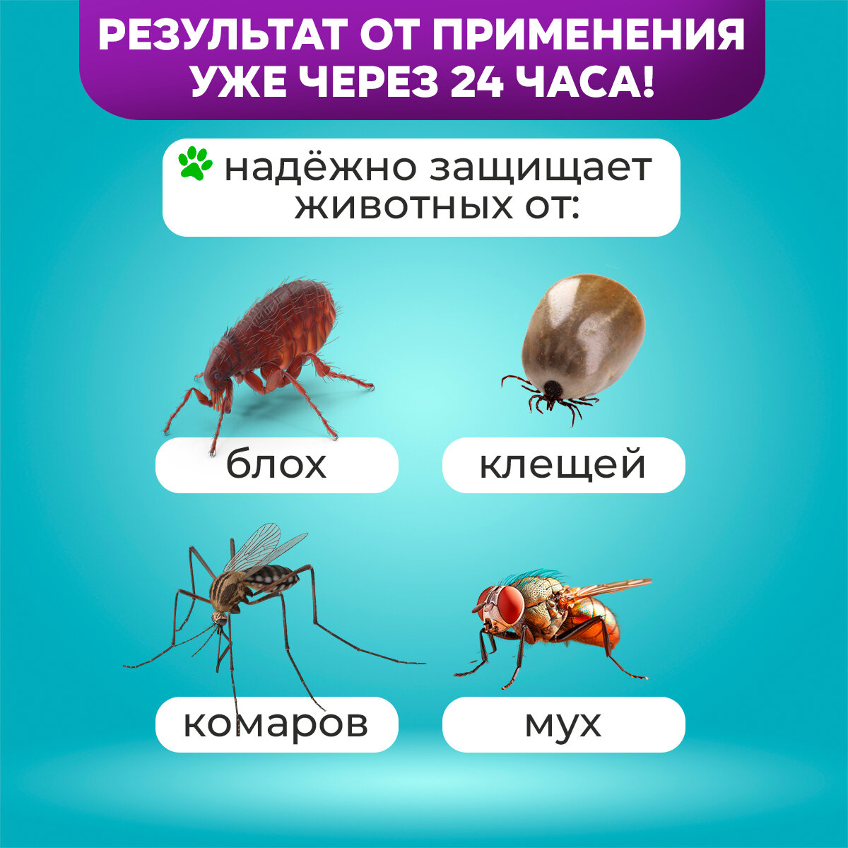 BioDoctor капли от блох и клещей Биокапли для кошек 3 шт. в уп., 1 уп. — фото 1