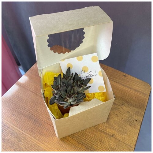 Суккулент в коробочке с открыткой внутри