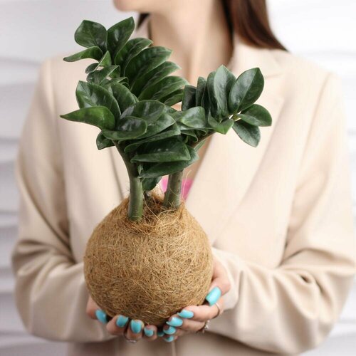 Кокедама Замиокулькас Зензи S