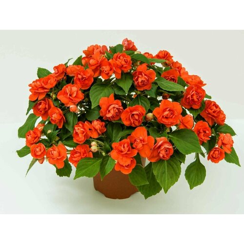 Бальзамин Уоллера махровый