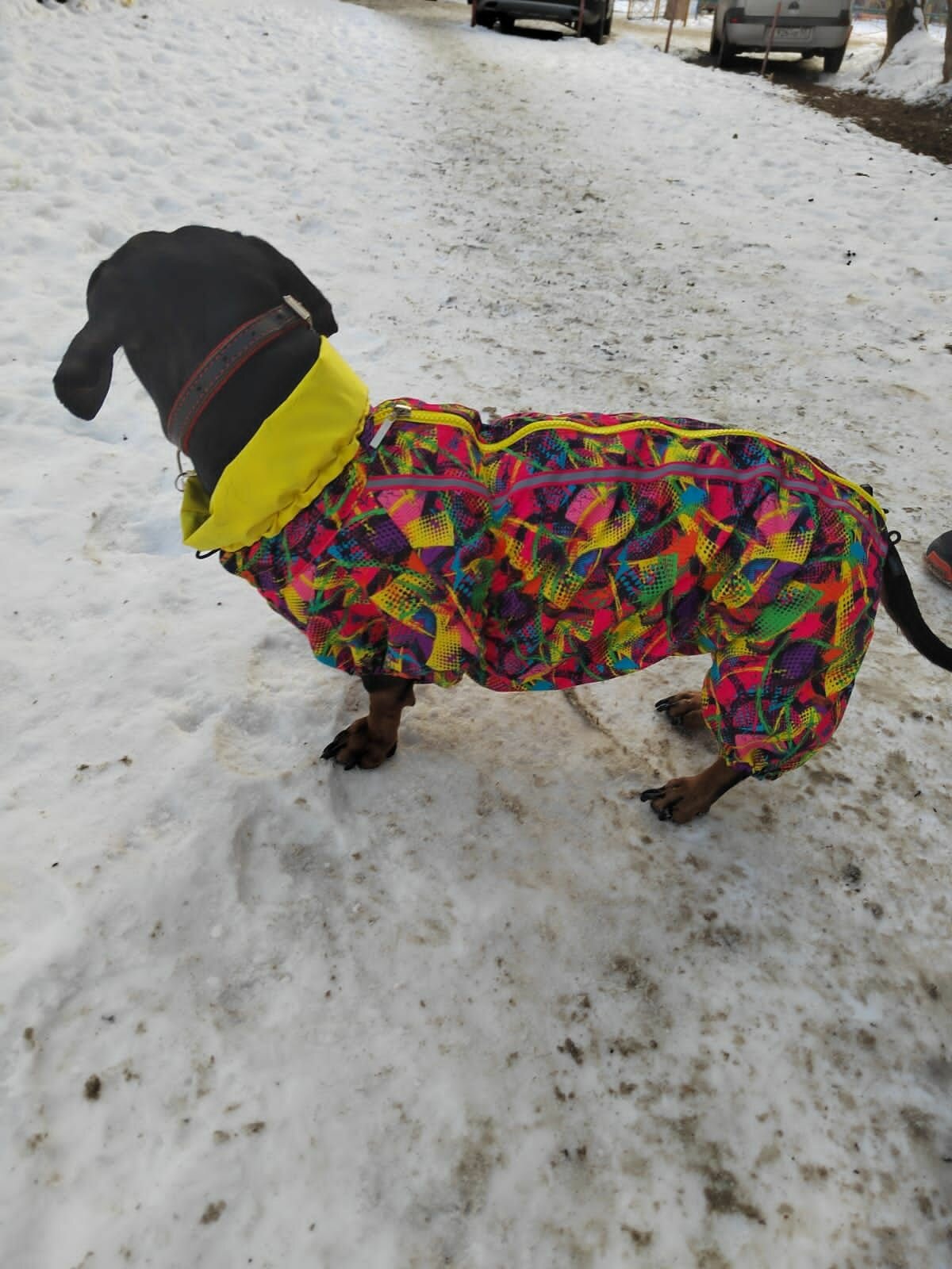 Выкройка дождевика для таксы — фото 1