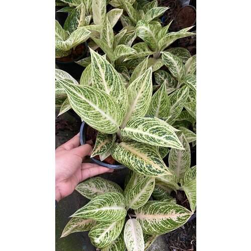 Аглаонема Вайт Легаси (White Legacy)