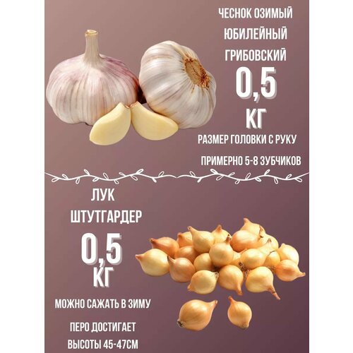 Лук севокЧеснок озимый 600₽